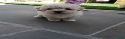 Maltipoo dogs for sale: 3/4 Toy Poodle x Maltipoo puppy - Advert 3