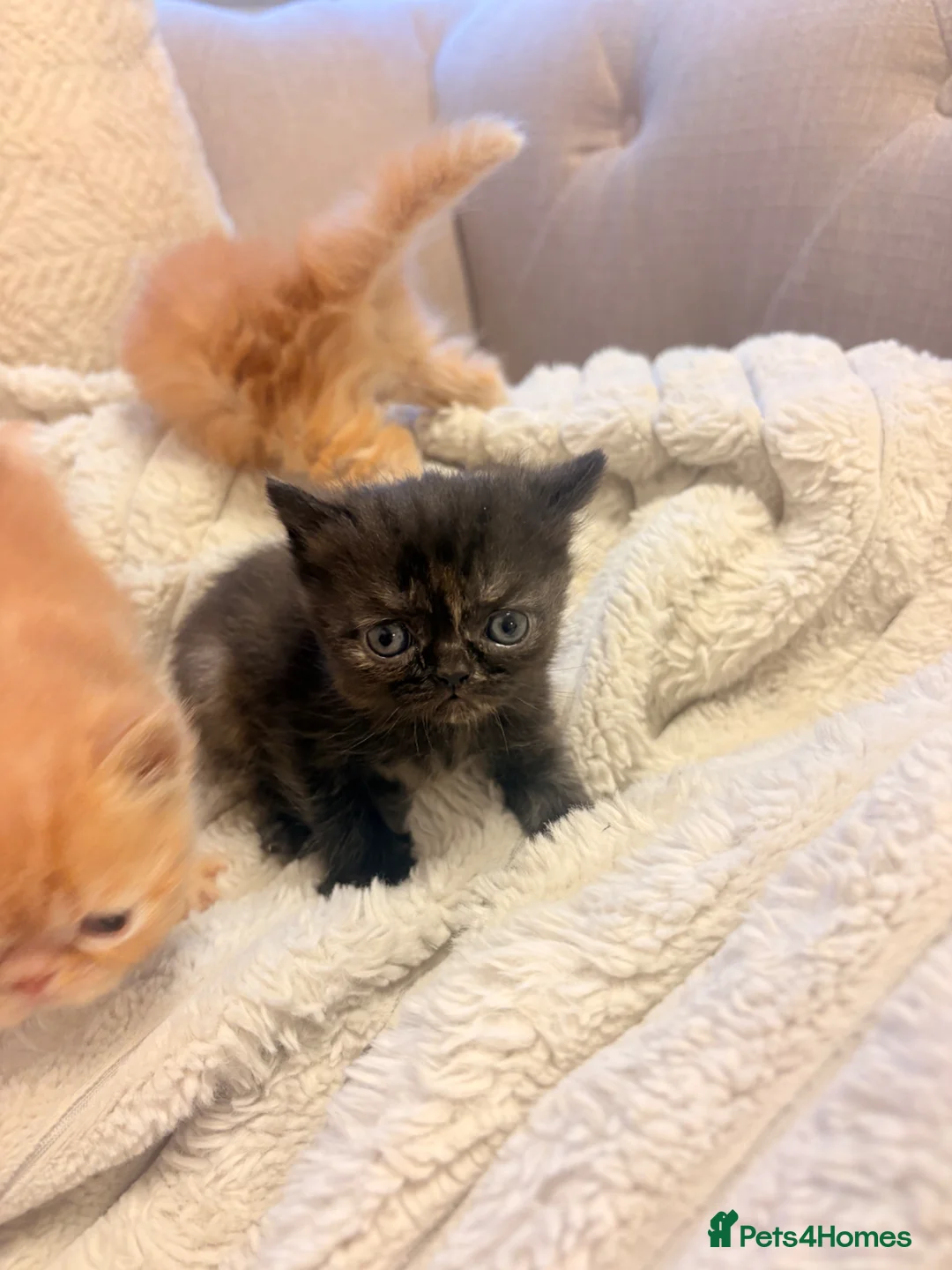 Persian cats for sale: Beautiful Persian/ Exotic kittens 🩵🩷 in Yeovil - Advert 8