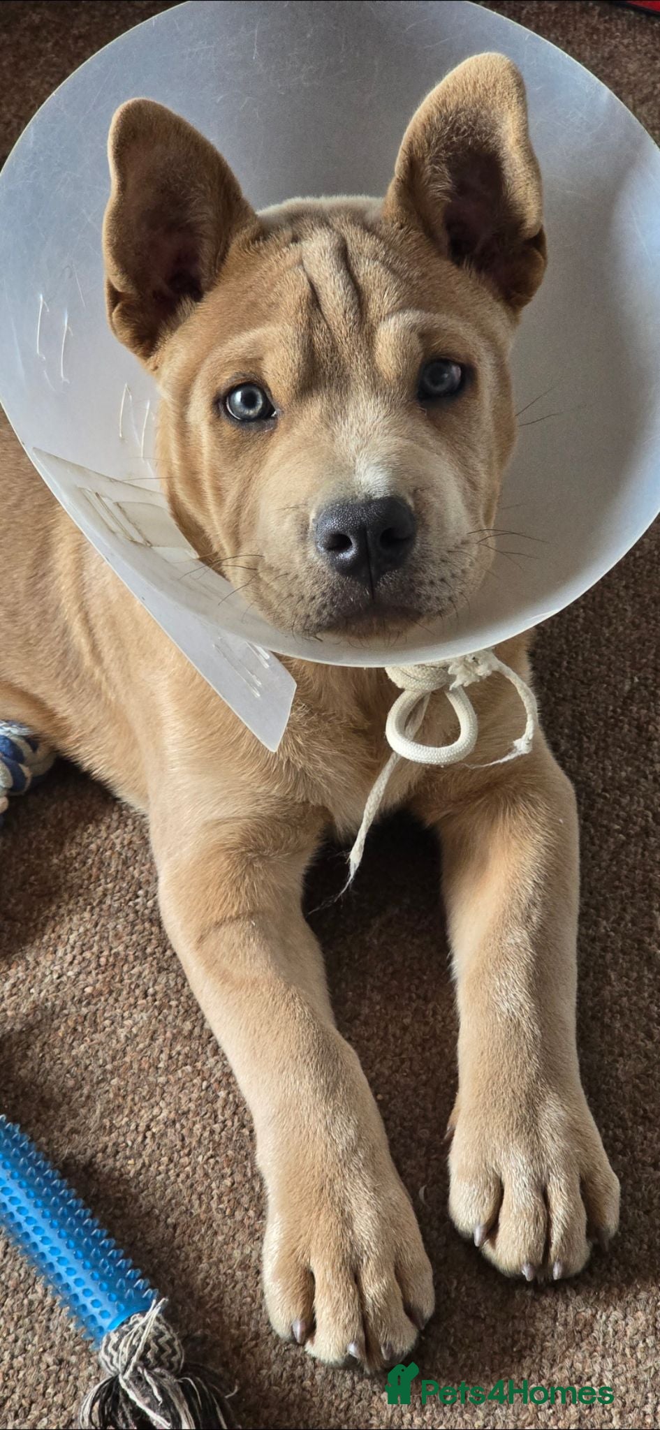 Mixed Breed dogs Charlie the Chaffy **A special boy**  - Advert 2