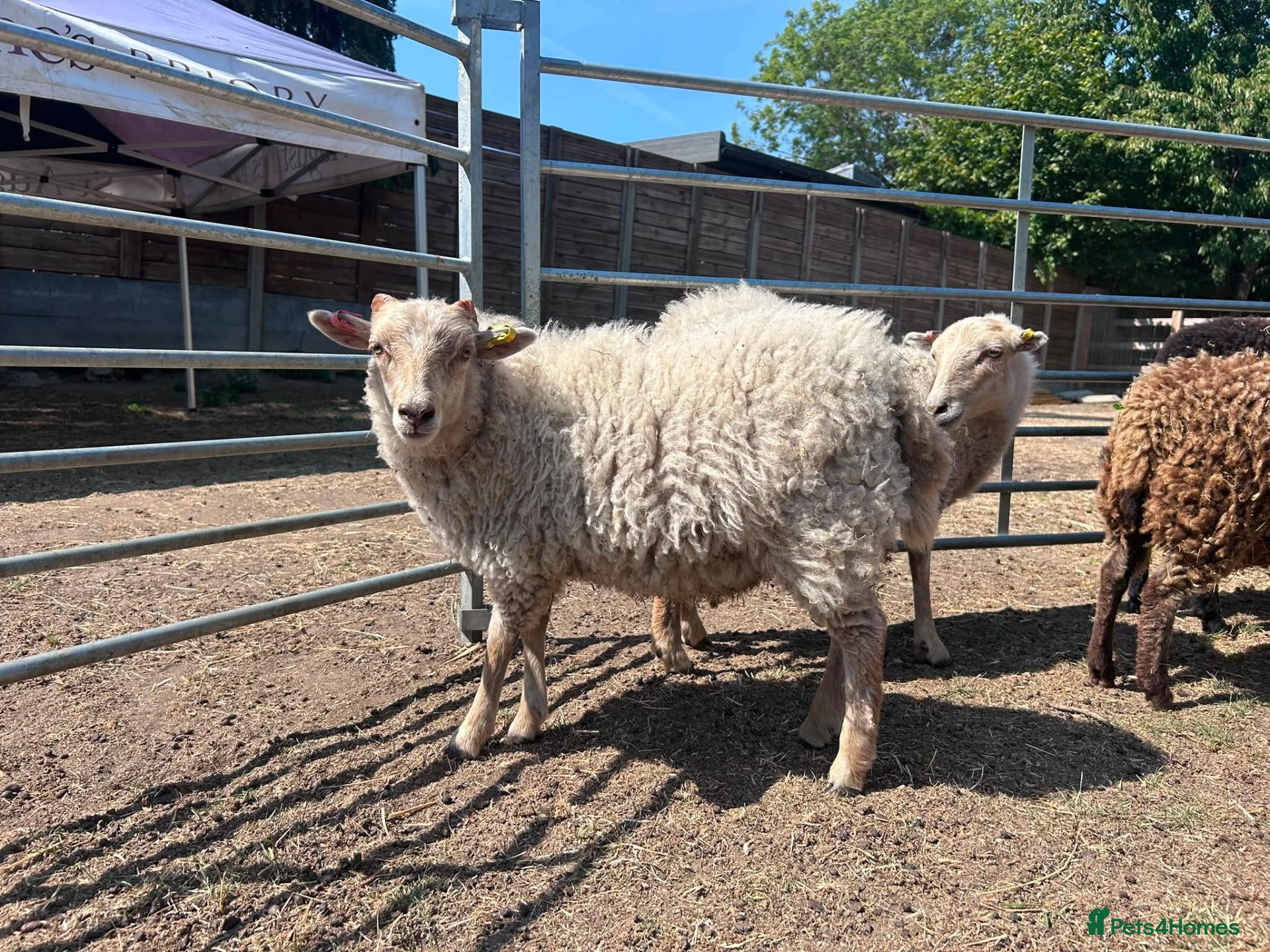 Sheep livestock Friendly Ouessant Wethers Available Now - Advert 1