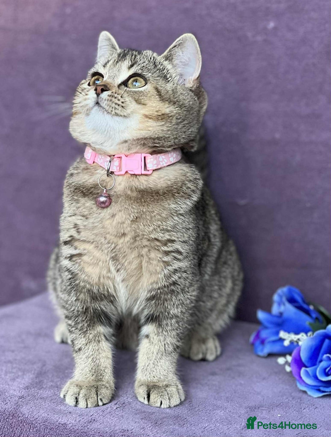British Shorthair cats for sale: OPEN TO OFFERS TICA registered BSH kittens - Image 7