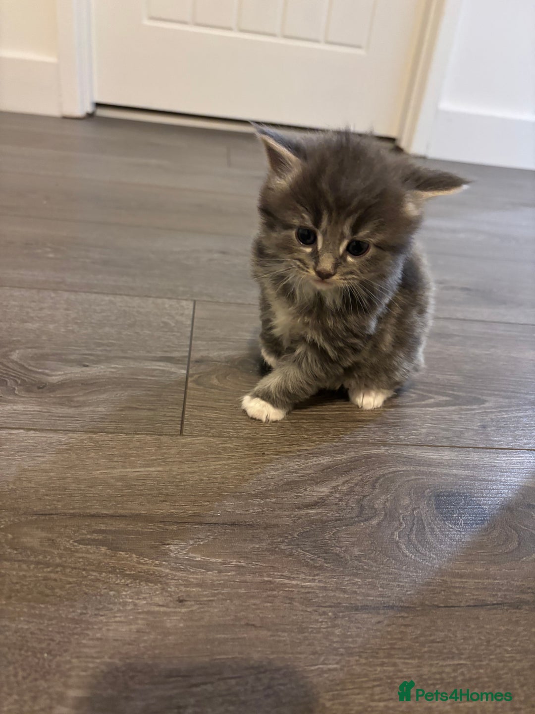 Mixed Breed cats for sale: Maine coon/Scottish fold cross - Advert 9