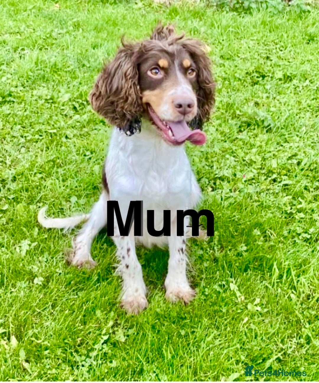 Cocker Spaniel dogs for sale: 💜 ONLY 1 Tri-Coloured Cocker Stunning Girl 💜 - Advert 4