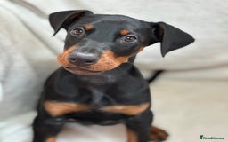 Dobermann dogs for sale: Champion European Doberman Puppies Kc-reg  - Advert 21