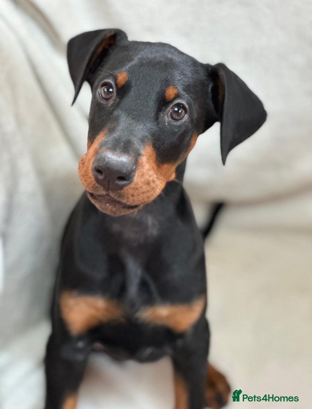 Dobermann dogs for sale: Champion European Doberman Puppies Kc-reg  - Advert 21