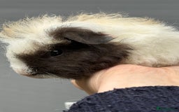 Guinea Pig rodents for sale: Lovely piggies, sheltie, Rex and Peruvian  - Image 12