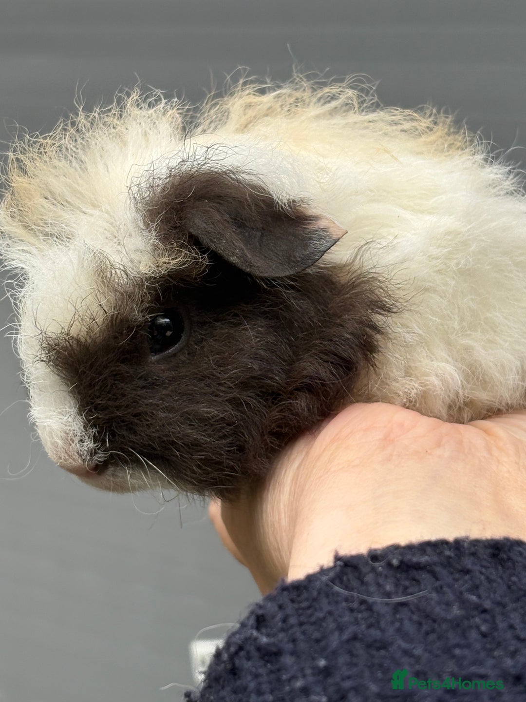 Guinea Pig rodents for sale: Lovely piggies, sheltie, Rex and Peruvian  - Image 12