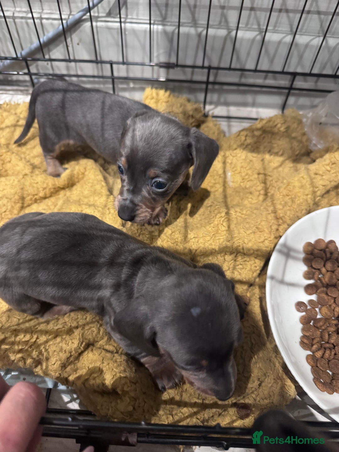 Miniature Dachshund dogs for sale: Stunning miniature sausage pups  - Advert 2