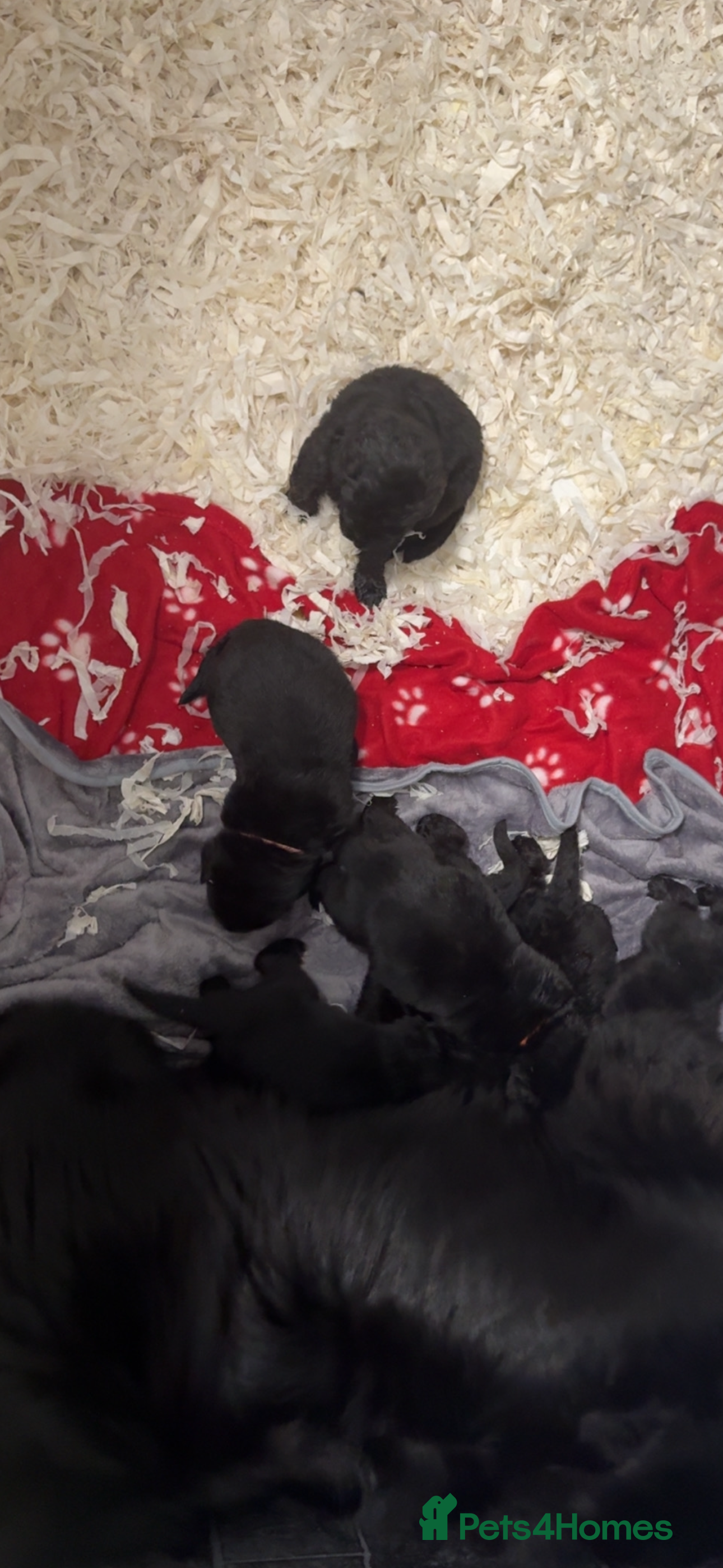 Newfoundland dogs Stunning Newfoundland Puppies Kc Reg 🐾 - Advert 5