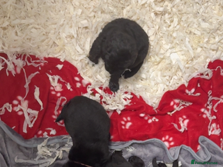 Newfoundland dogs Stunning Newfoundland Puppies Kc Reg 🐾 - Advert 5