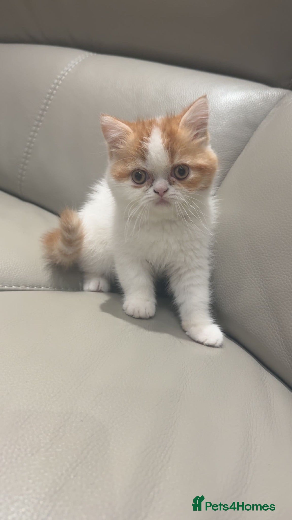 Exotic cats Adorable Exotic Shorthair – Sweet and Playful - Advert 2