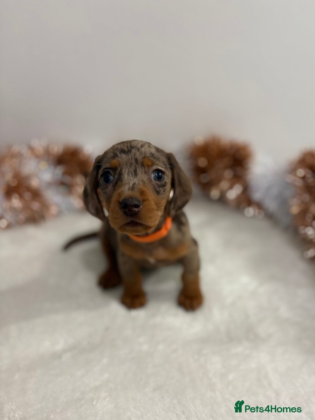 Miniature Dachshund dogs for sale: Miniature Dachshund Pups  - Advert 19