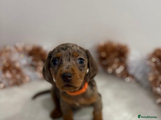 Miniature Dachshund dogs Miniature Dachshund Pups - *LAST GIRL LEFT* - Advert 4