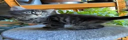 Mixed Breed cats for sale: Healthy , Energetic, Absolutely stunning 8  - Advert 23