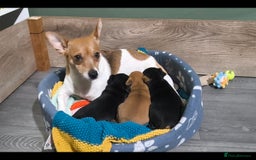 Jack Russell dogs for sale: Beautiful Jack Russell Terrier Puppies - Image 5