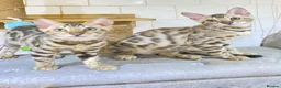 Bengal cats for sale: 🔥✨Pedigree TICA-Registered Bengals - Advert 18