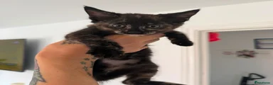 Maine Coon 7