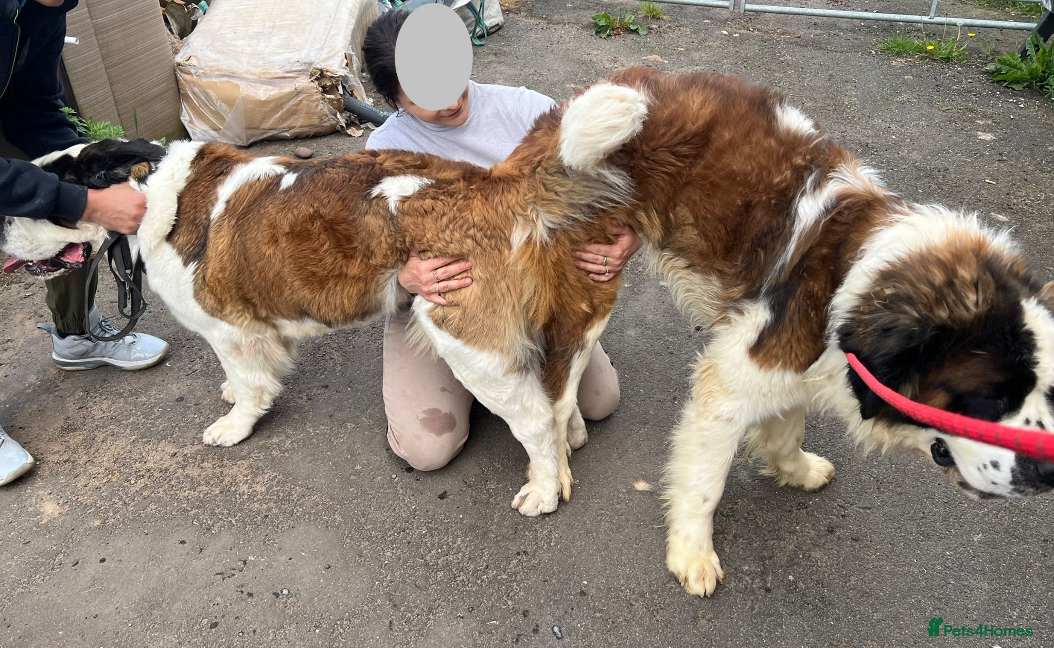 Saint Bernard dogs Beautiful KC registered show quality Puppies.  - Advert 2