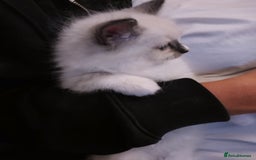 Ragdoll cats for sale: Beautiful Bluey  -unique little fluffy lovelies  - Image 15