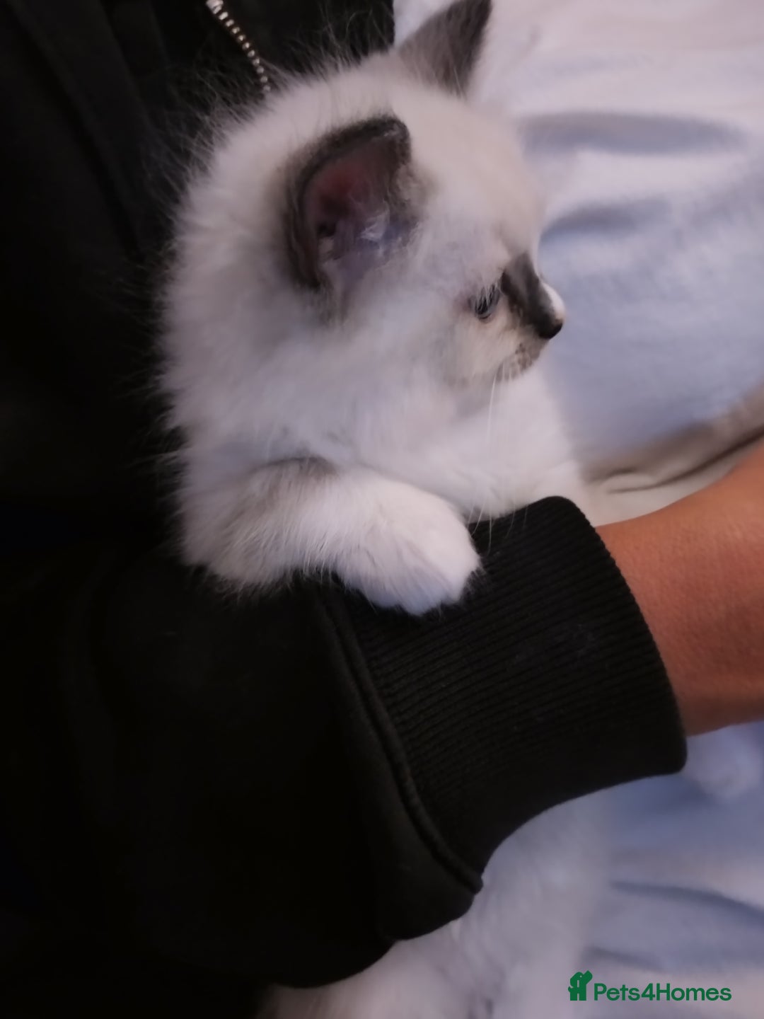 Ragdoll cats for sale: Beautiful Bluey  -unique little fluffy lovelies  - Image 15