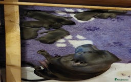 Staffordshire Bull Terrier dogs for sale: Staffordshire Bull Terrier Puppy - Image 2