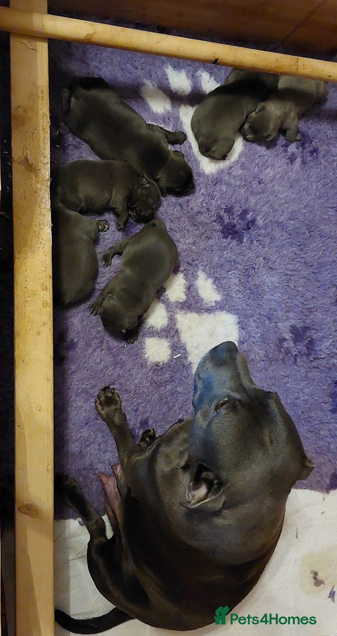 Staffordshire Bull Terrier dogs for sale: Staffordshire Bull Terrier Puppy - Image 2