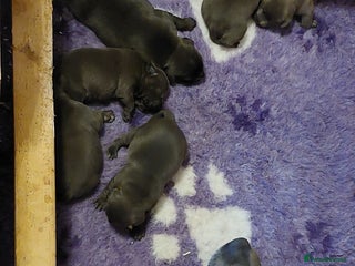 Staffordshire Bull Terrier dogs - Advert 6