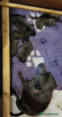 Staffordshire Bull Terrier dogs - Advert 5