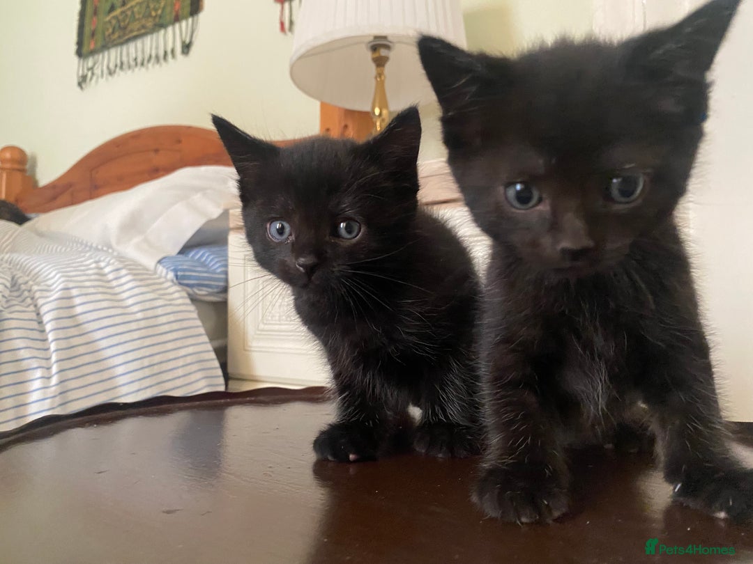 Mixed Breed cats for sale: Persian kittens 🐈‍⬛🐾 - Advert 6