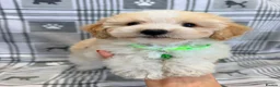 Maltipoo dogs for sale: Happy,loving affectionate Health Tested Maltipoo’s - Advert 7