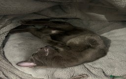 Ragdoll cats for sale: Adorable kittens ( Ragdoll cross) - Image 16