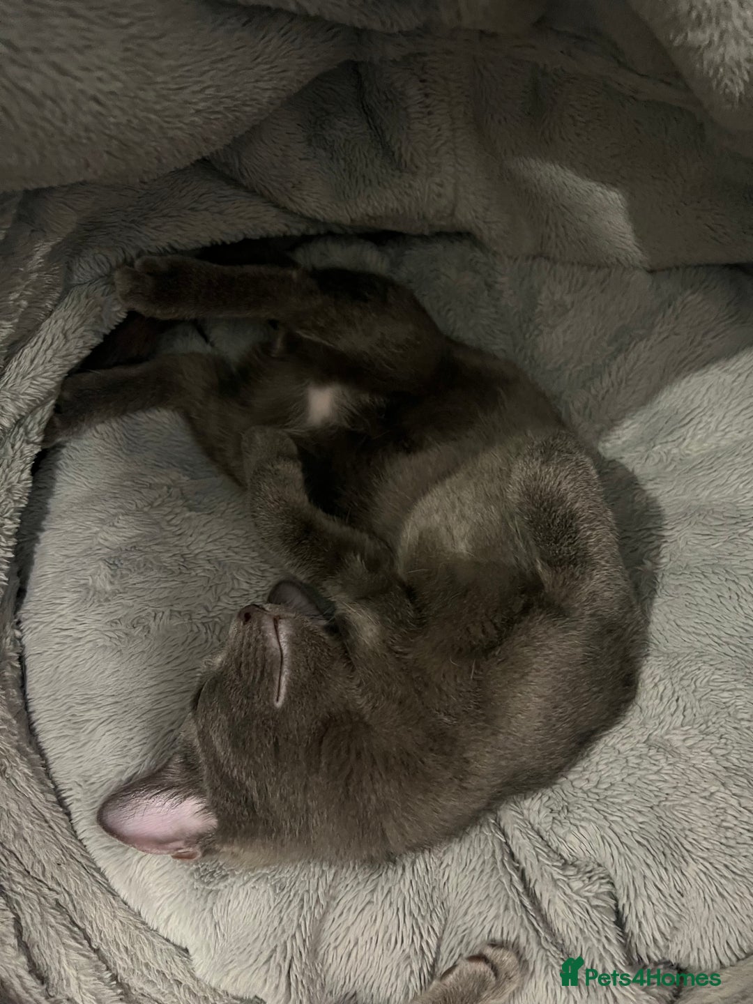 Ragdoll cats for sale: Adorable kittens ( Ragdoll cross) - Image 16