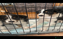 Border Collie dogs for sale: Border collies Dundee  - Image 3