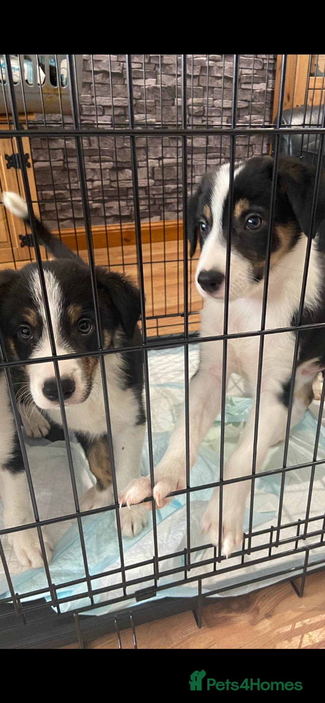 Border Collie dogs for sale: Border collies Dundee  - Image 3