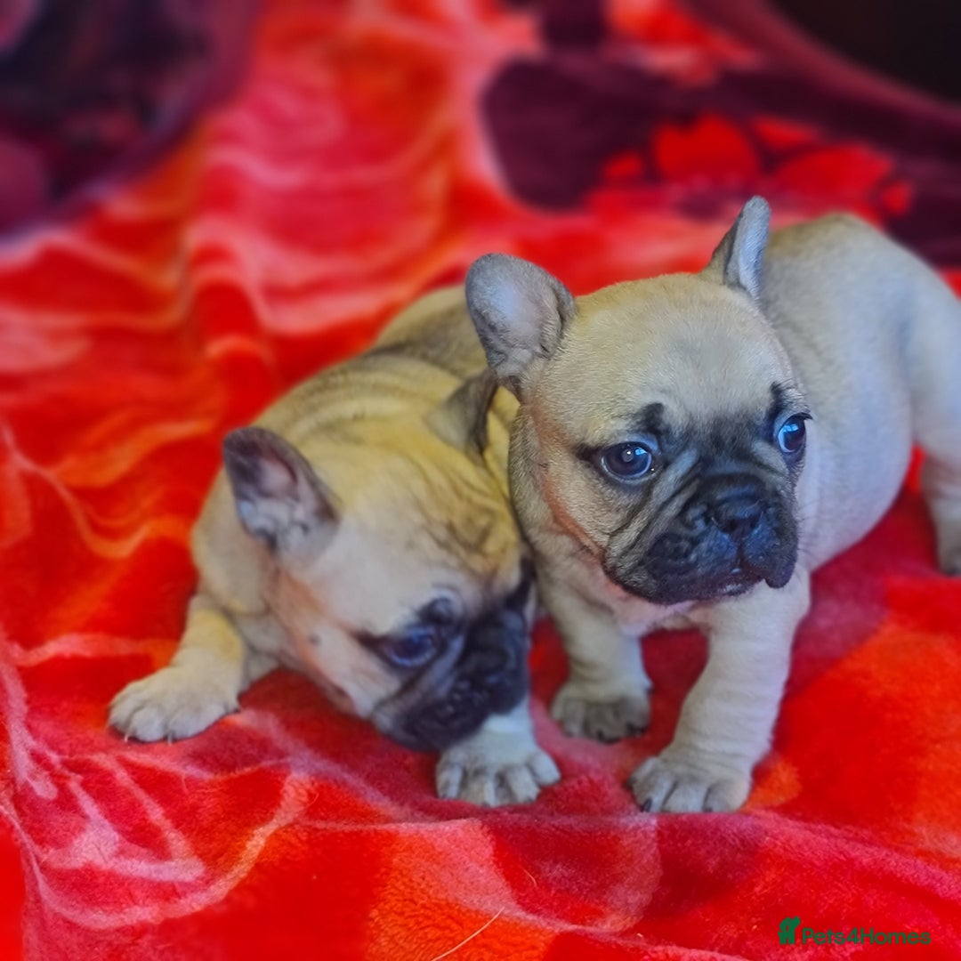 French Bulldog dogs for sale: French Bulldog puppies - Advert 3