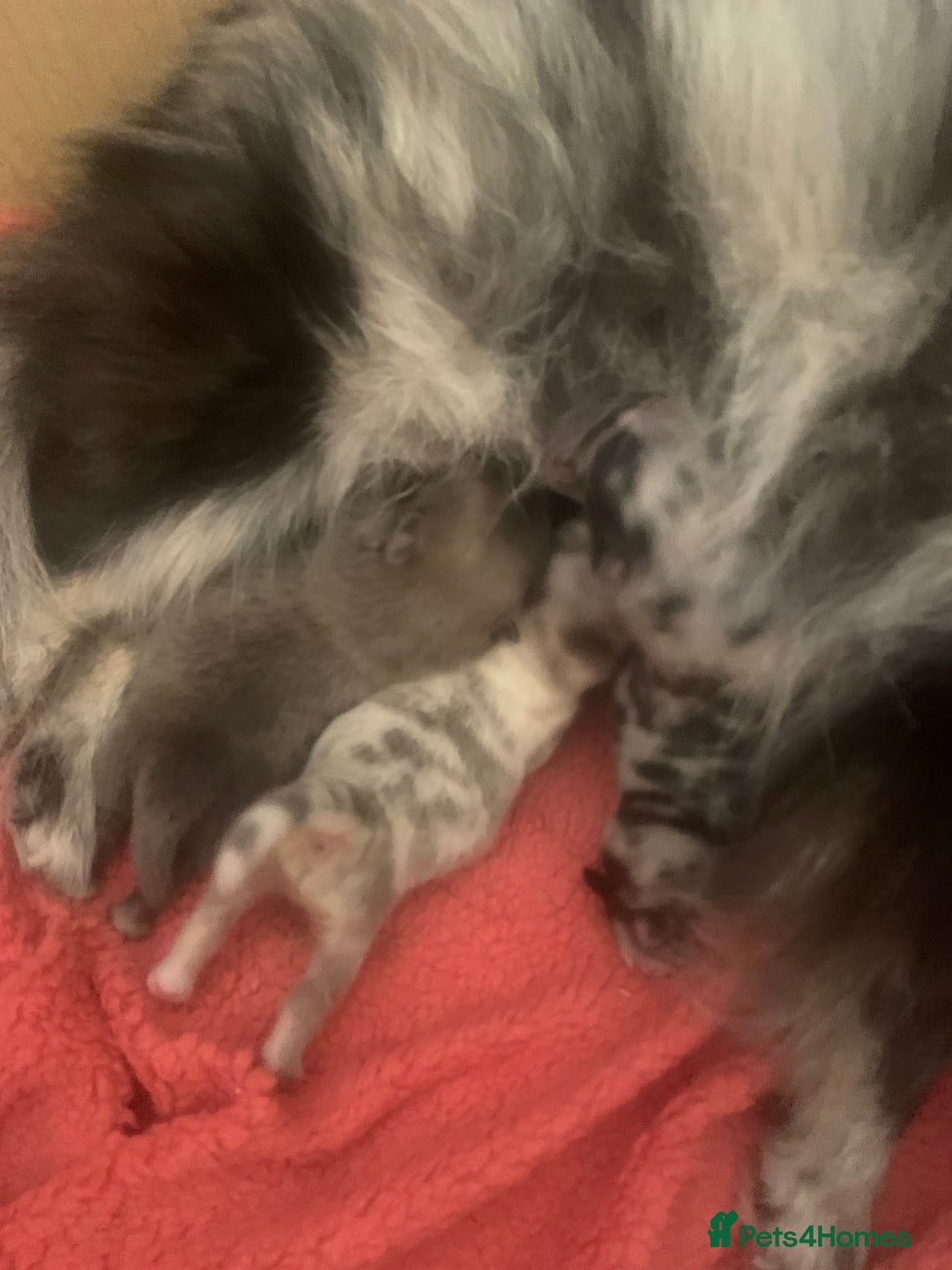 Pomeranian dogs for sale: Rainbow Litter with TAN POINTS - Image 18