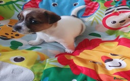 Jack Russell dogs for sale: Jack Russell puppies  - Image 15