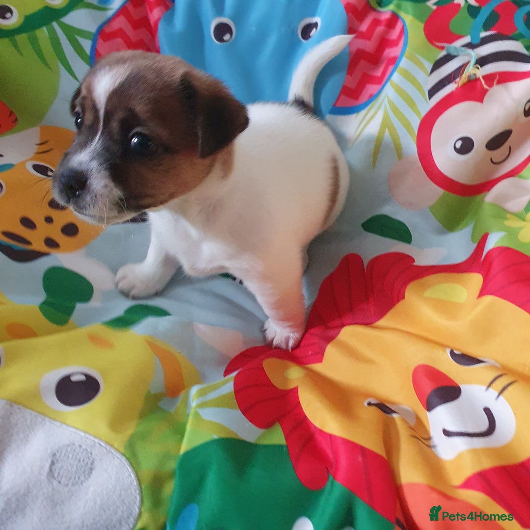 Jack Russell dogs for sale: Jack Russell puppies  - Image 15