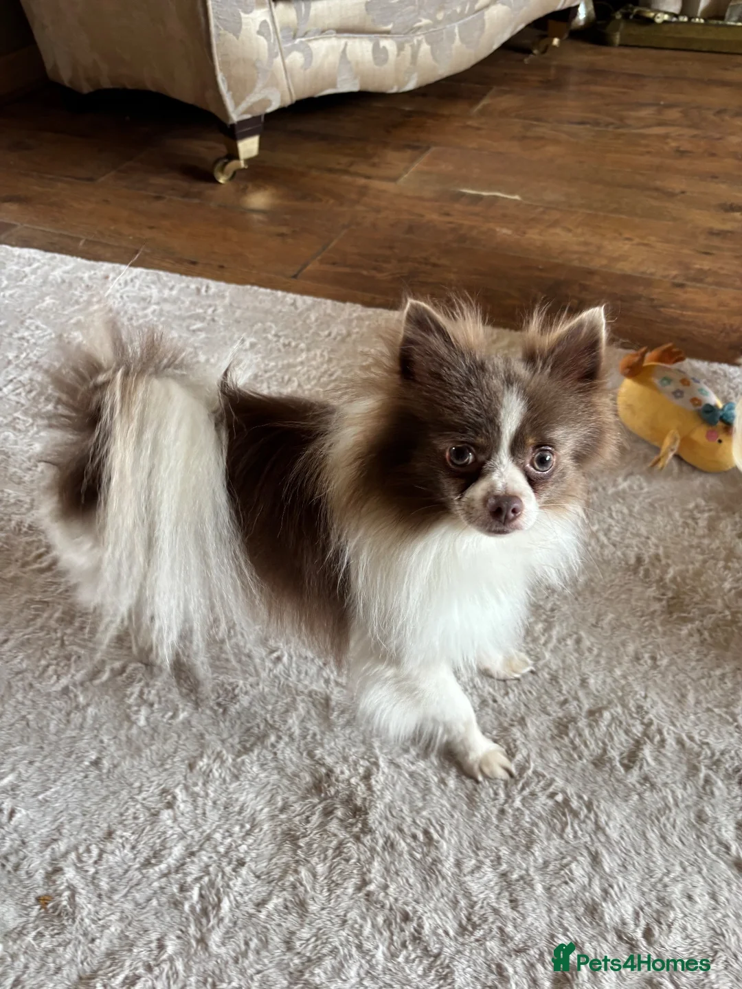 Chihuahua dogs for sale: Chihuahua Puppies  - Advert 6