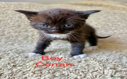 Exotic cats for sale: READY Silver Tabby cross exotic Fur Babies - Image 5