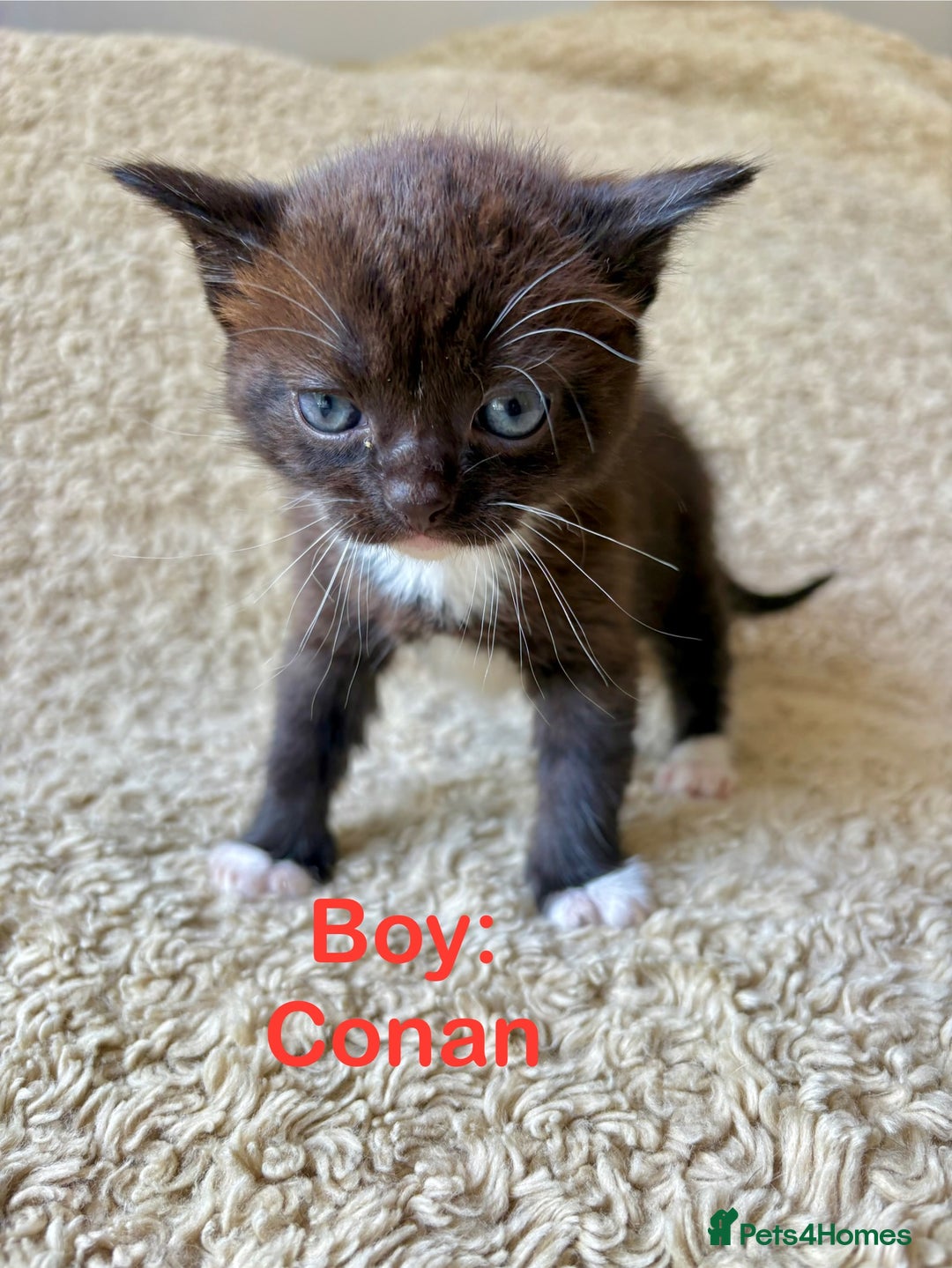 Exotic cats for sale: READY Silver Tabby cross exotic Fur Babies - Image 5