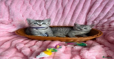 British Shorthair cats - Advert 6
