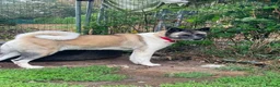 Akita dogs for adoption: Awesome Ada, 5 years old - Advert 6