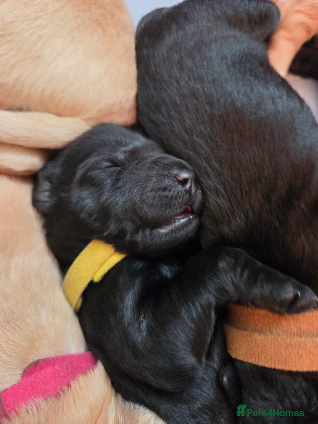 Labradoodle dogs for sale: Labrodoodle Puppies - Advert 18