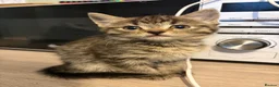 Mixed Breed cats for sale: Kittens  - Advert 10