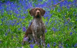 German Shorthaired Pointer dogs for sale: German Shorthaired Pointer/Irish Setter-Poinsetter - Image 5