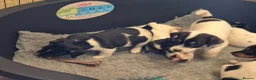 Parson Russell dogs for sale: Cracking parsons Russell puppies - Advert 3