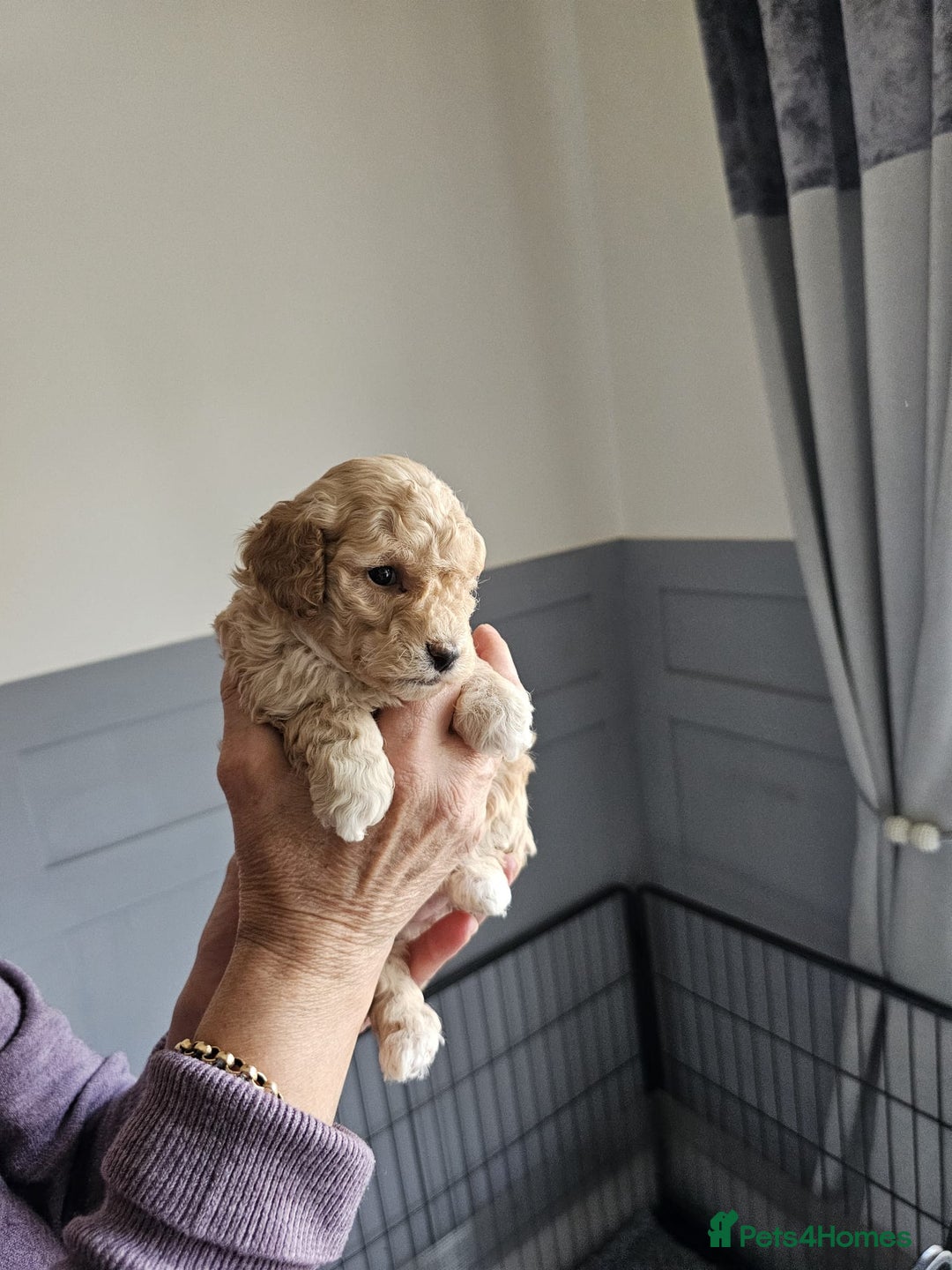 Cockapoo dogs for sale: 1 beautiful cockapoo girl - Image 6