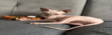 Sphynx Kitten 3