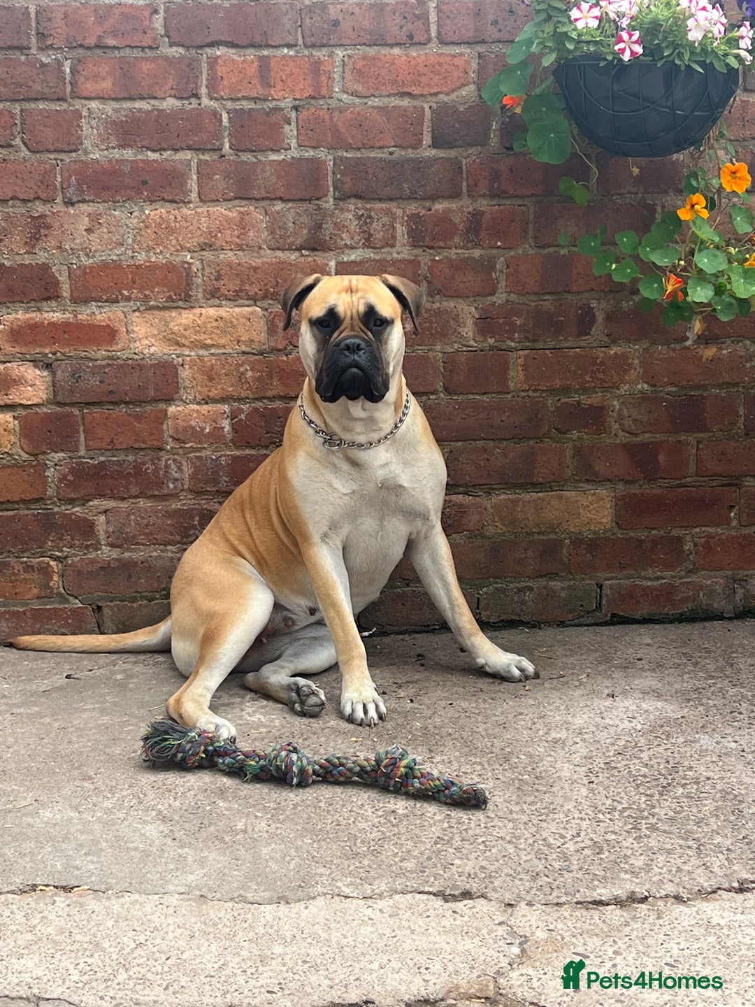 Mixed Breed dogs for sale: 4 month old American Staff x Bullmastiff - Advert 6
